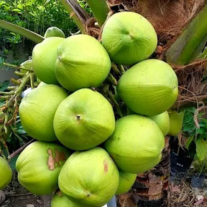 Bibit Kelapa Pandan Wangi