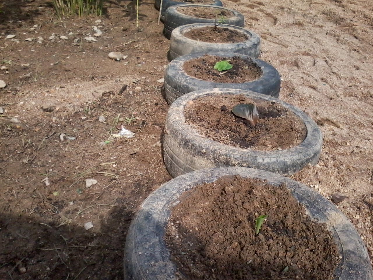 Apresiasi Seni  Seorang  Guru Kebun Sayur Ku 