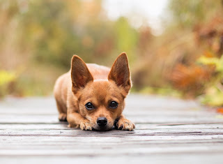 different breeds of dogs