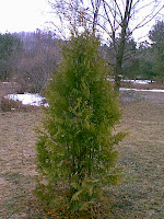 Arborvitae Trees3