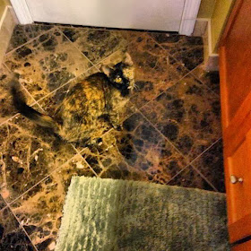 Funny cats - part 86 (40 pics + 10 gifs), camouflage cat