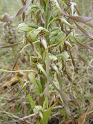 Above is the Lizard Orchid photo that you didn't see as a result of Saturday .