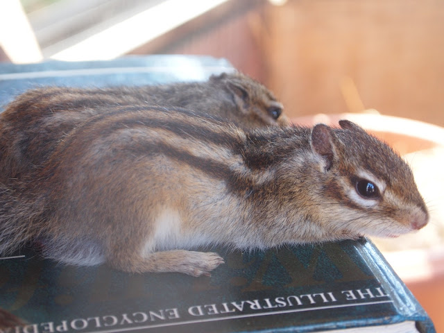 Godstone Farm, Surrey Review - Chipmunk