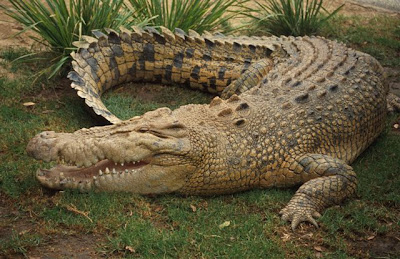 dream meaning about crocodile, dream interpretation crocodile bite, dream interpretation crocodile water, dream interpretation crocodile attack, dream interpretation crocodile chase, dream meaning crocodile bite, dream meaning crocodile chase, dream meaning crocodile attack