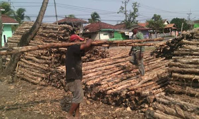 Jual Kayu Dolken Gelam Murah Gratis Ongkir