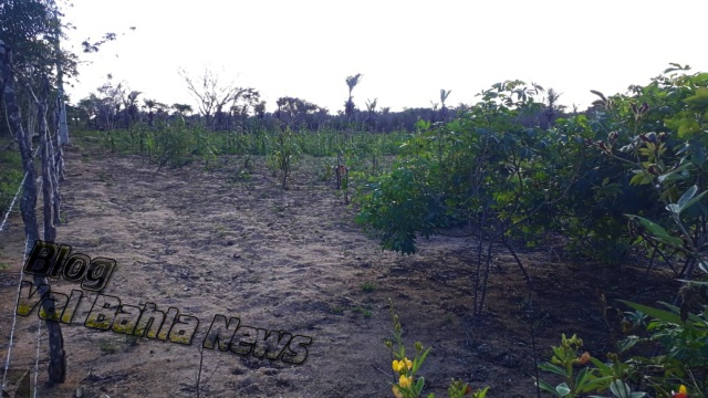 Chuva traz esperança a lavradores da zona rural de Várzea da Roça na Bahia