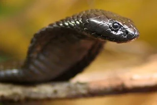 Venomous Egyptian cobras are prevalent in the Nile River Valley
