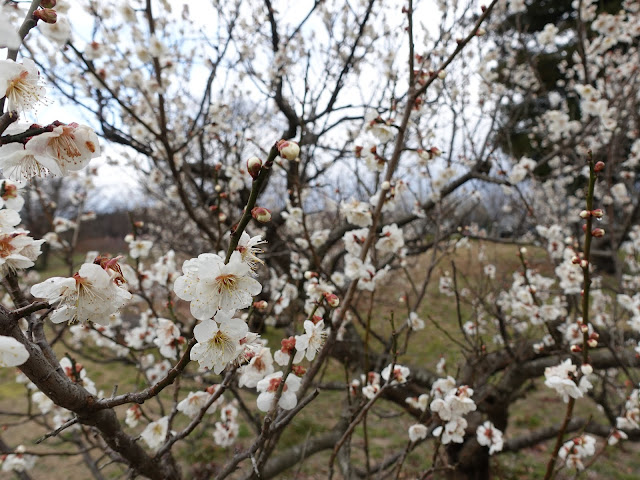 伯耆町 交流の森　ハクバイ（白梅）