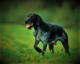 Drathaar German Hard-Haired Pointer history Drathaar is a German hard-haired pointer that appeared in Germany in the 19th century. The process of the appearance of this breed is inextricably linked with another hunting dog - Kurtzhaar, or a German shorthaired pointer, which is quite natural. After all, in Germany, these dogs were bred since the 17th century, but the result, which satisfied the breeders entirely, appeared only after 250 years.  What makes a drahthaar?  Moreover, both the adherents of short wool and those who preferred the long wool were satisfied. Breeders simply at some point divided into two camps, each of which went its own way, and brought out its own breed. To turn out a modern drathaar breeders mixed Pointer, foxhound, and Poodle.  I mean, actually. Kurzhaar and the Drathaar are two types of the same breed, and they share a rather fine line. And that facet is dog-length. After all, hunting instincts and skills, beautiful smell, endurance, and hunting flair are inherent in equal measure to both breeds.  The hard-haired pointer was very popular not only in Germany, but also in other European countries, especially in Austria, Holland, and Poland, in the early 20th century. However, as well as short-haired. But the First World War, and then the Second World War, incredibly reduced the population and the total number of dogs in Europe.  Since part of Germany after the war was under the leadership of the Soviet Union, many good, quality individuals were inaccessible for the new breeding program. Therefore, in West Germany (Germany), breeders at first had to endure certain difficulties in the breeding program, because, in order to restore the number and normal population, they had to start almost from scratch. The breed was officially recognized in Germany in 1928.   Characteristics of the breed popularity                                                           06/10  training                                                                05/10  size                                                                        07/10  mind                                                                     08/10  protection                                                          10/10  Relationships with children                         08/10  Dexterity                                                             07/10     Breed information country  Germany  lifetime  12-14 years old  height  Males: 61-68 cm Bitches: 57-64 cm  weight  Males: 27-32 kg Suki: 27-32 kg  Longwool  Average  Color  dark brown with gray hair  price  400 - 1000 $  description How much does a drahthaar cost? price  400 - 1000 $  Drathaar is a large dog with a sporty, lean physique. Limbs are long and muscular, the neck is also long, the muzzle is elongated, and the ears are flat, hanging on the sides of the head. The tail is medium length, sometimes cupped, usually if the owner involves hunting.  While running, the head and neck area are on the same line as the spine or below, which is necessary to keep a trail. The dog is strong, hardy can develop a high speed of running, and can also stay on his feet for a long time.     personality Are Drahthaars aggressive?  What is the difference between a drahthaar and a German wirehair?  German hard-haired pointer has a very kind character, that is, kind even in comparison with other pointers, which are generally friendly. Drathaar is very attached to his master, and if they live in a large family, and treat everyone equally, but still allocate one master to whom they obey. These dogs have excellent hunting instincts because they were bred specifically for these purposes.  The main task in the hunting process - is to find a trace and hunt down the game, and when it is done, take the rack, indicating to the owner the location of the target. If it is a shot bird or a small game, Drathaaar pulls it out of hard-to-reach places and brings it to the owner. Moreover, they pull the birds out of the water, from the reeds, from the impenetrable thicket of the forest.  They're a great swimmer. Have a huge amount of internal energy, if you plan to have this pet living in a city apartment, consider, it needs a long walk, although it is better not to do. When a dog can not realize its energy, it spoils character, it is sad, and may even your absence to arrange a mess at home, although, this breed is usually not inclined to it. Except in adolescence, up to 2 years old. They treat children well, love to play with them, and generally spend time with them.  These dogs need the development of obedience, as they can sometimes ignore the master's commands when they rush to study some smell in the park or just on the street. So you need to know when to let the dog off the leash.  German hard-haired pointer is perfect as a home companion and friend for the whole family, but for watchkeeping functions, it is useless to use, because of the good attitude to people. Need early socialization, Cats, and other pets, it is better to introduce them at an early age. Although, sometimes even this does not help to get rid of the instinct of persecution.     teaching Drathaar likes to learn and needs it, because he has a developed intellect that, like the body, needs training. These dogs understand the person perfectly but have internal independence. The main thing is that the owner was consistent, knew what he was doing, did not lose patience, and kept a cold head. The dog should feel that the owner is superior to her, if he loses his temper on the details, it does not cause respect.  The German hard-haired pointer can be trained not only to simple commands but also to complex ones. Be sure to pay great attention to cancellation commands, introducing various distractions into the learning process - smells, sounds, other people.  You can also increase the distance from which the team is given. So you can get the confidence that the dog will be able to stop on command even with great temptation. For hunting, the animal is usually given to a special trainer, which can help to use natural instincts as effectively as possible.     care Breed Drathaar almost does not need care - they need to be combed once a week, and this will be enough. Be sure to keep your eyes clean, and check your ears for insects and dirt after walking, especially if you were walking in the park or in the woods. Buy the dog once or twice a week, claws cut about once every 10 days.  The dog feels better with an active family and in the open space, where he will be able to move freely. It is not recommended for an apartment, because she likes to be always busy and she will not be able to adapt to a sedentary life.     Common diseases Drathaar is a healthy and hardy dog, although some problems do occur:  hip dysplasia; Entropion; cataract; von Willebrand's disease is a hereditary blood disease.