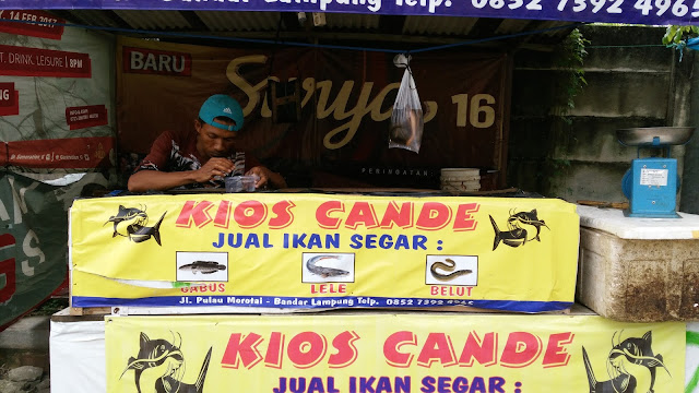  Harga  Belut Per  Kilogram  Kg  di Lampung Menulis Indonesia