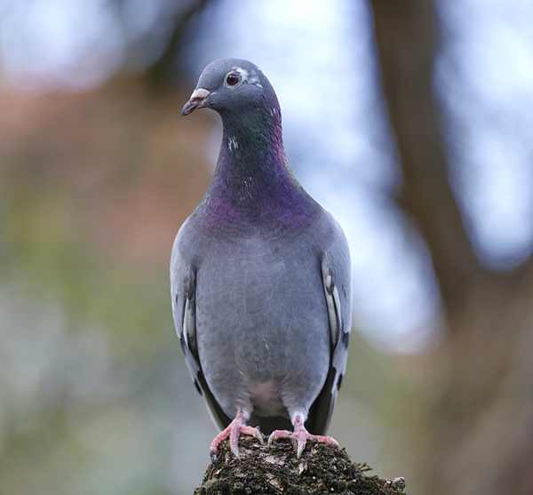 Homing Pigeons Remember Routes for Years