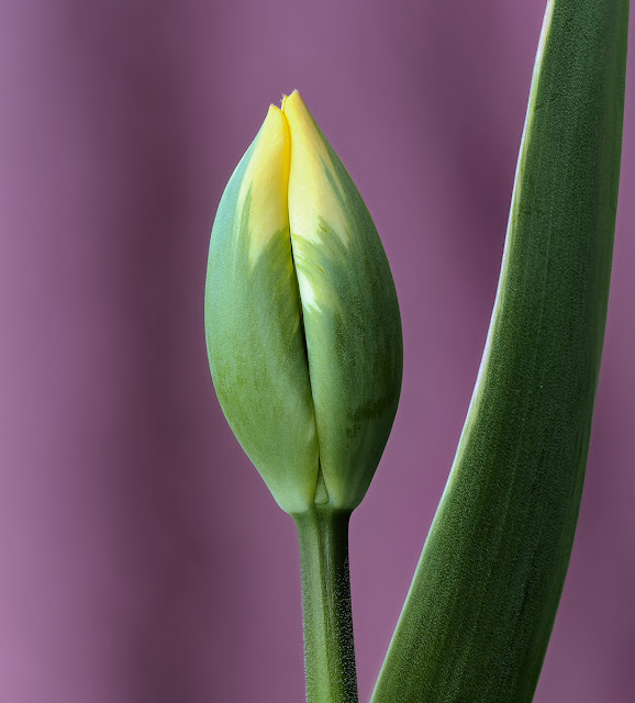 Bemerkenswert ist das cremige Bokeh. So eine Bildwirkung lässt sich eigentlich nur mit der Stacking-Methode erreichen