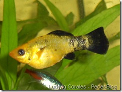 platys