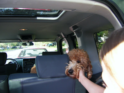 Dakota enjoys a last friendly pat as he waits in the car