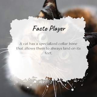 A cat has a specialized collar bone that allows them to always land on its feet.