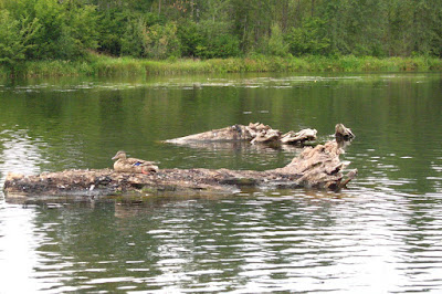 Eugene, Oregon, Alton Baker Park, canoe way, canoeway, boating, summer, water, stream, paddling, canoeing, waterway, sleeping duck