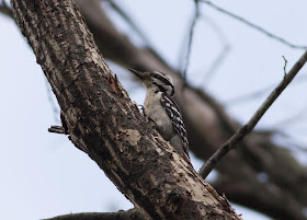 Hairy Woodpecker - Inwood Hill Park, New York