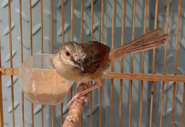 Pakan Burung Ciblek Agar Gacor dan Ngebren