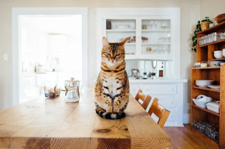 una cucina di legno con un gatto sul tavolo
