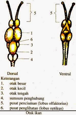 Sistem Saraf Hewan (Vertebrata dan Avertebrata)