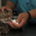HOW IMPORTANT DENTAL CARE FOR CATS?