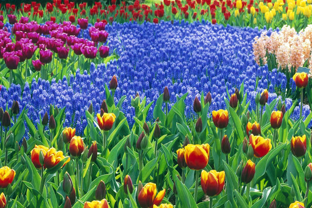 Tulip Flowers