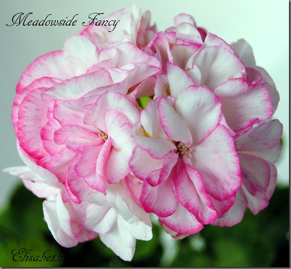 Pelargonium juni-11 039