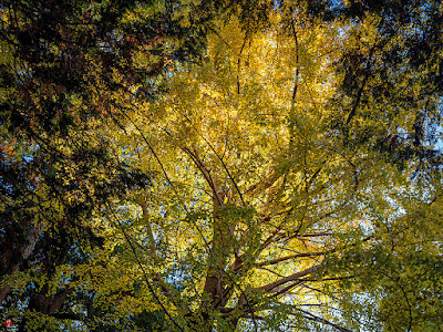 Autumn leaves: Engaku-ji