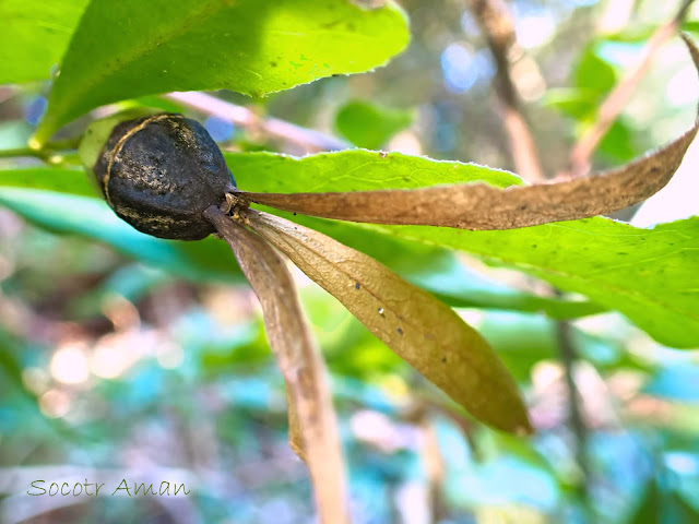 Buckleya lanceolata