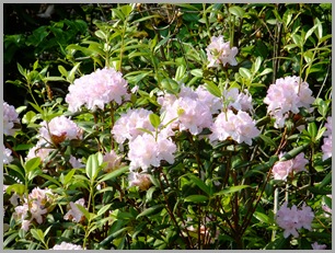 White Rhododendron
