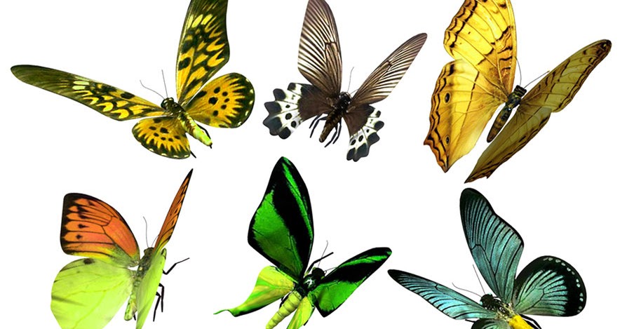 My Butterfly Collection  Okay Wallpaper