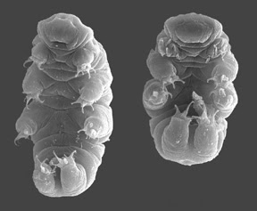 Tardigrades