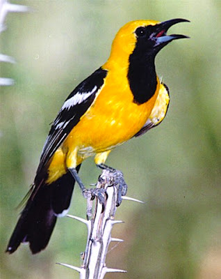 hooded oriole