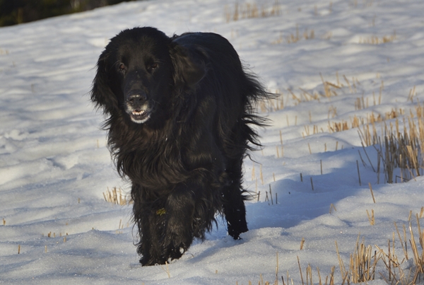 flat coated retriever