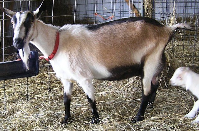 Kambing Alpine