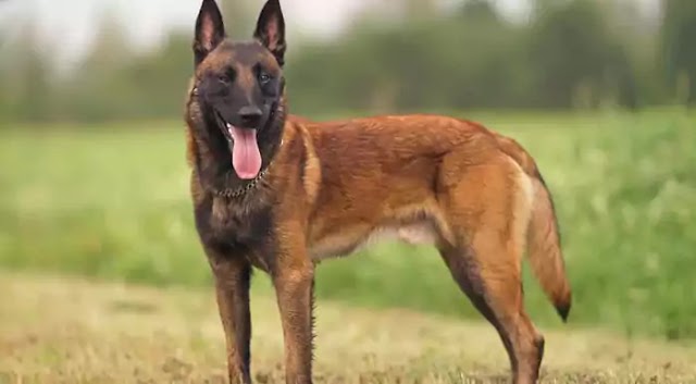 Belgian Malinois Dog Breed Info: Price, Characteristics, Aggressiveness & Facts