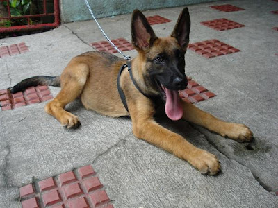 Belgian Malinois (The Protection Dogs)