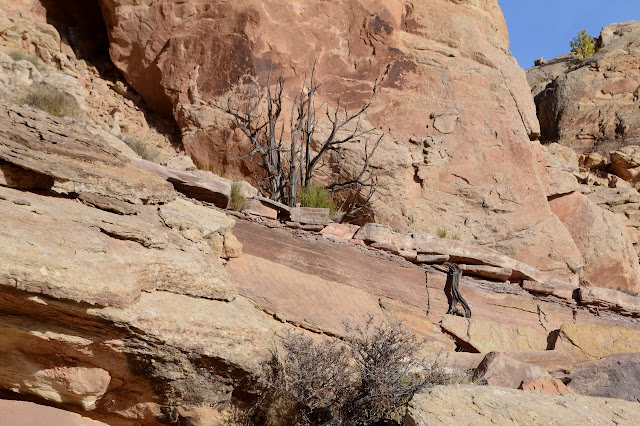 root through one rock and along another, then down the side of a third