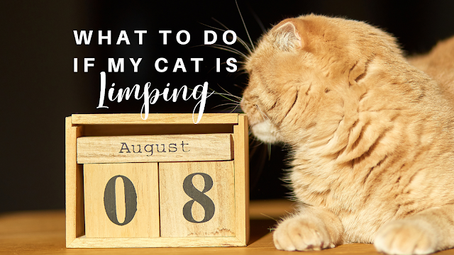 what to do if my cat is limping, Pet Health, Pet care, cat health, cat limping, pet first aid