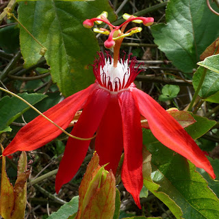 Passiflora vitifolia - Passiflore à feuilles de vigne