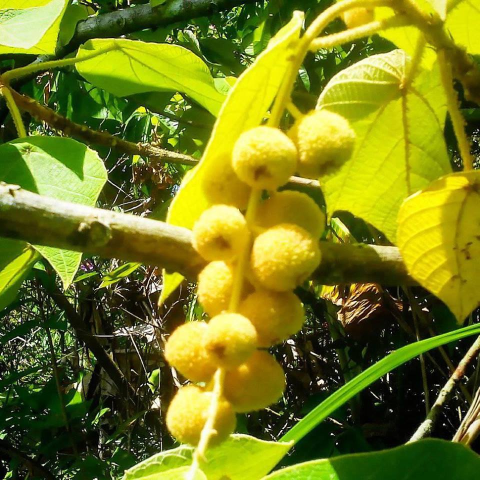 Pokcik Blogger Buah Balik Angin