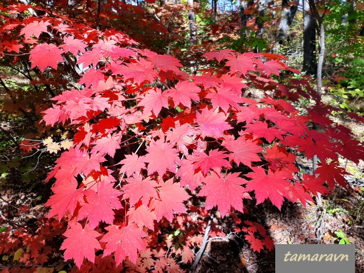 Клён ложнозибольдов (Acer pseudosieboldianum)