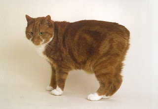 manx cat pets info breed animal domestic gato photo