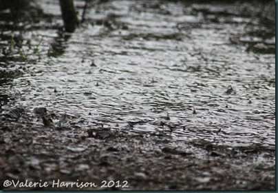 10-splashes
