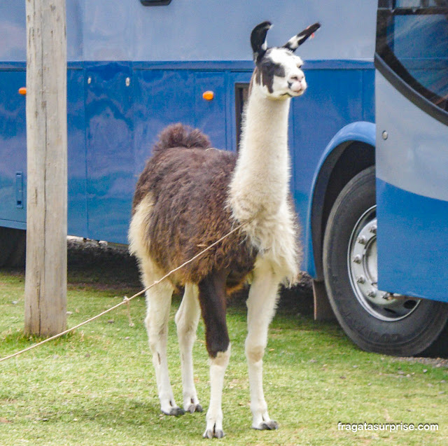 Lhama em Sicuani no Peru