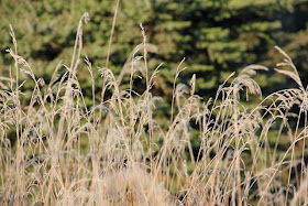 Autumn's grass seed heads