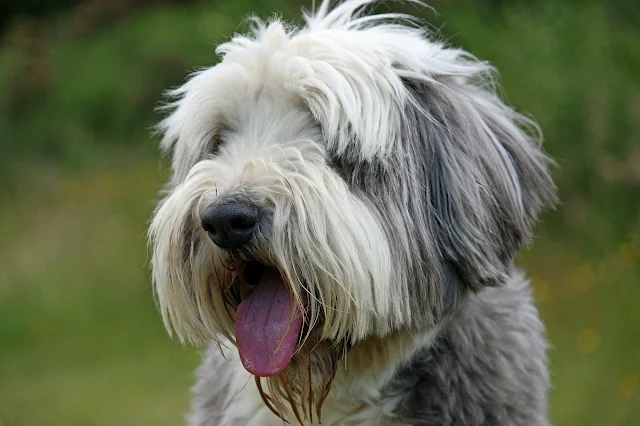 Đánh giá chó Bearded Collie