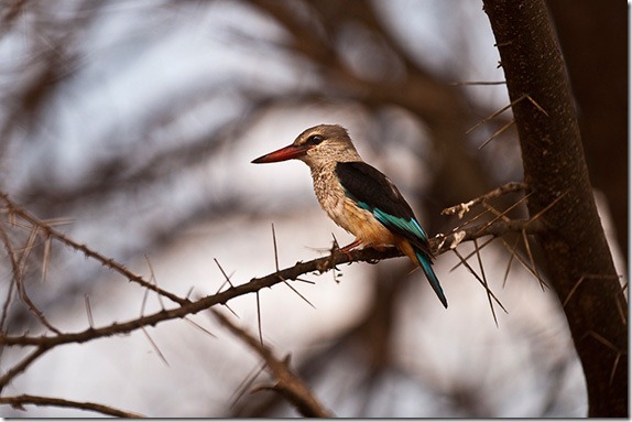 better-bird-photography-2
