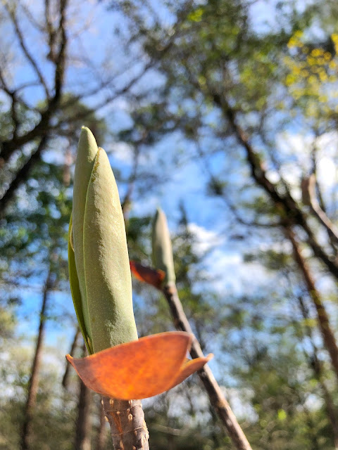 Magnolia obovata leaf in April.