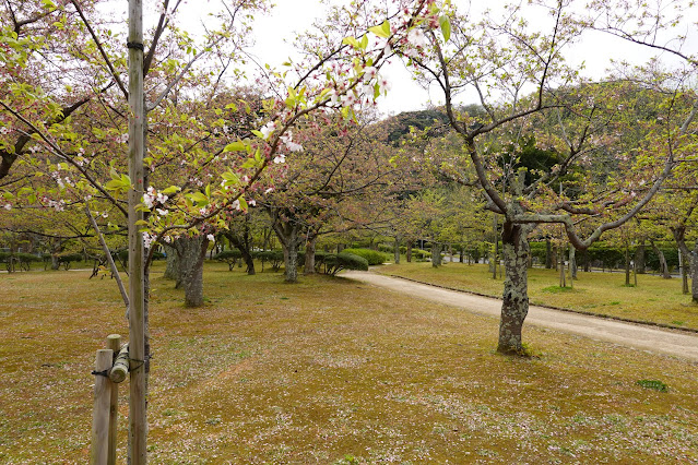 鳥取県米子市久米町　湊山公園　ソメイヨシノ（染井吉野）